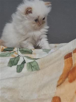 Flame point persian kittens