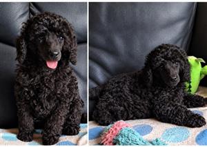 Toy Poodle boy