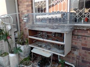 Aviary for sale 