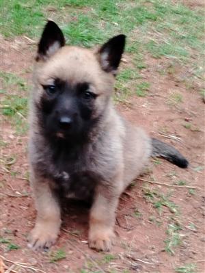 German Shepherd