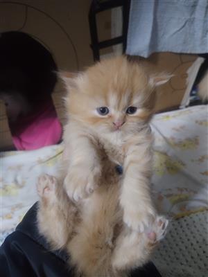 Purebred Persian Kittens for sale 