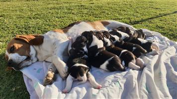 BEAGLE PUPPIES FOR SALE