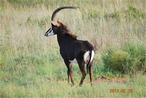 Woodland Hills Wildlife/Security Estate, Best Bargain NOW, Bloemfontein
