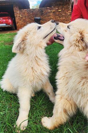 white swiss shepherd puppies 