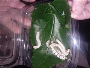 Silkworms for sale