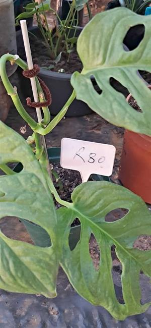 Plants for sale