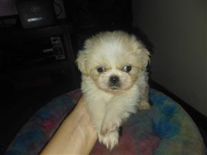 Pure bread Pekingese puppies 