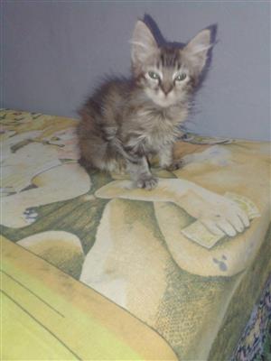 Long hair kittens 