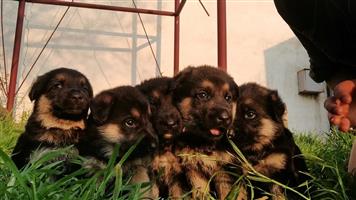 Straight back German Shepherd puppies for sale