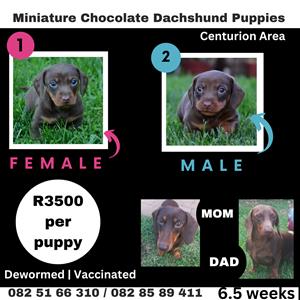 Dachshund Miniature Puppies 