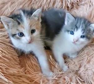 Kittens 