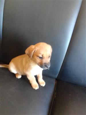 Bull mastiff x German Shepherd puppy 