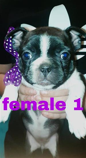 Boston terriers pure bred