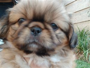 Pekingese puppies