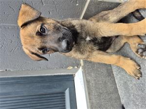 German Shepherd x Belgian Malinois puppies 