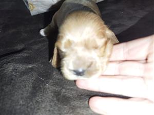 Cocker Spaniel Puppies