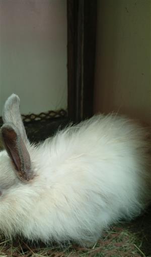 Jersey Wooly Rabbits for sale