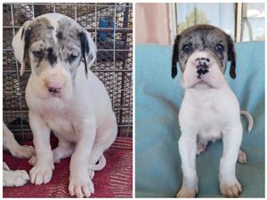 Giant breed German bloodline Great dane puppies available