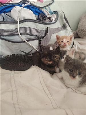 Adorable kittens for sale