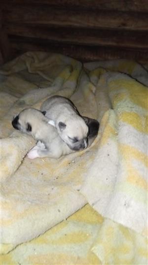 BOSKY  Boston x husky 