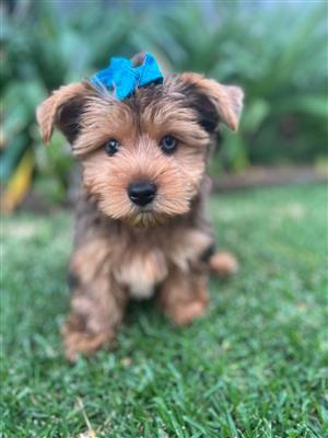 Petite Paws Paradise: Exclusive Yorkshire Terrier Pups in Pretoria