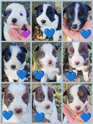 Adorable Border Collies 