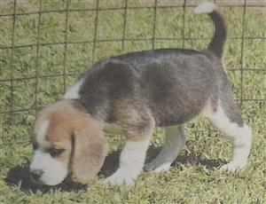 Beautiful tri-coloured Beagle puppies for sale