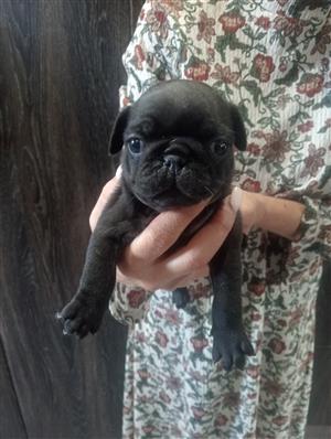 PUG PUPPIES