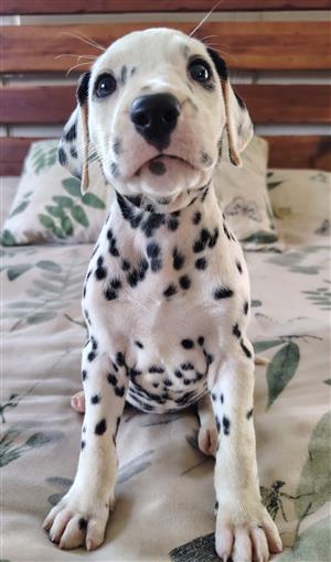 KUSA registered Dalmatian puppies 