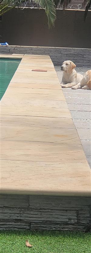 Golden Labrador pups