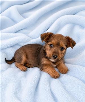 Dorkie puppies ready for new homes.