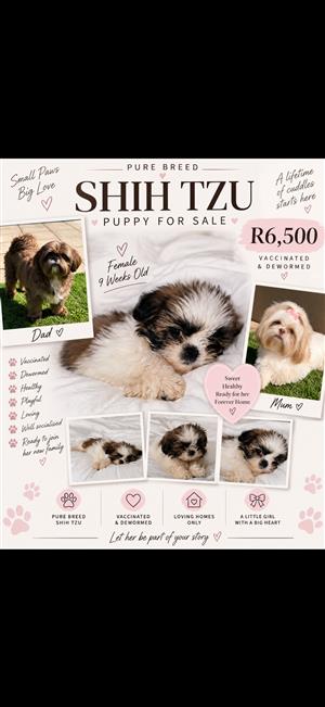 Female Shih Tzu puppy 