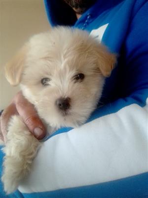 Pure bred Maltese puppy for sale. 10 weeks old beautiful Maltese 