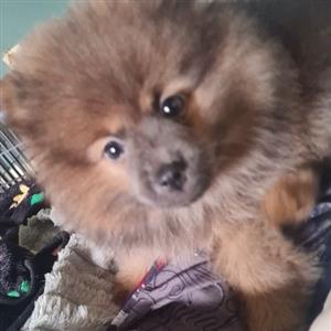Toy Pom (pomeranian)