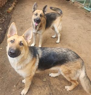 German Shepherd Puppies – Pedigree