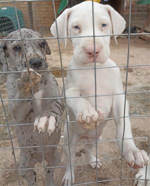 GREAT DANE PUPPY IN LENASIA, GAUTENG