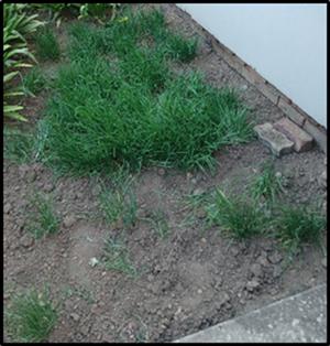 Garlic chives plants in 1.5 x 2m garden. See photos. Take all. Make offer.