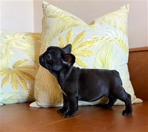 Stunning French bulldog puppies available