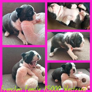 Frenchton puppies