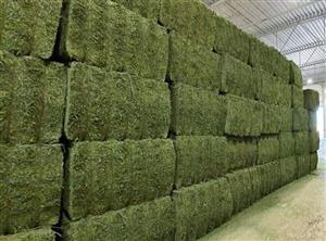 Premium Green Lucerne Hay