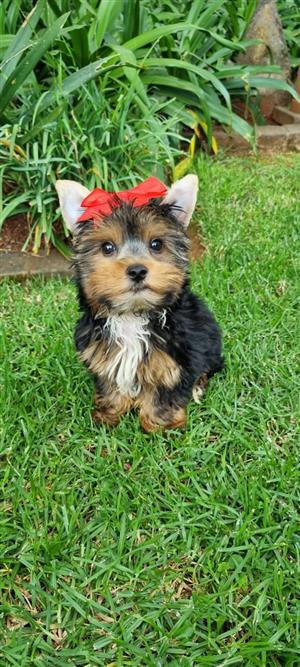 Gorgeous traditional yorkshire terrier male available 