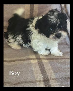 Maltese puppies