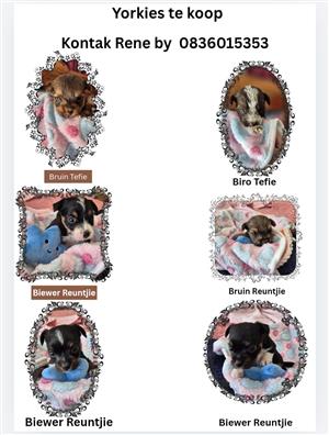 Yorkies te koop