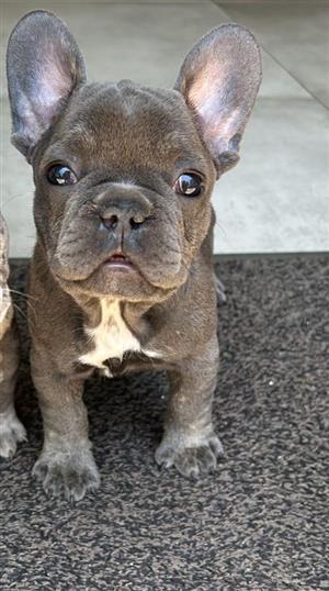 Exotic french bulldog puppies for sale.