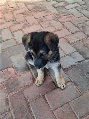 German Sheppard puppies 