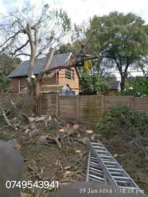 Good tree cutter