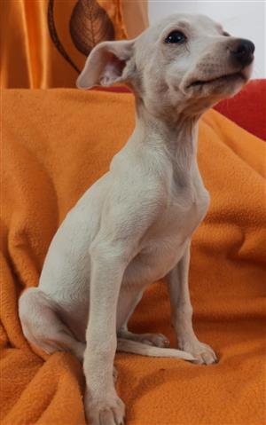 Whippet female puppy