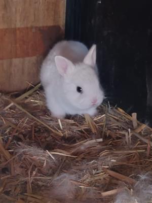 Baby rabbits 