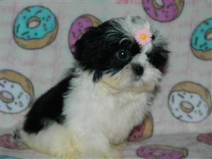 Gorgeous Shih Tzu babies available 
