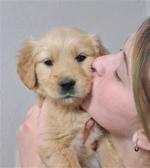 Golden retriever 